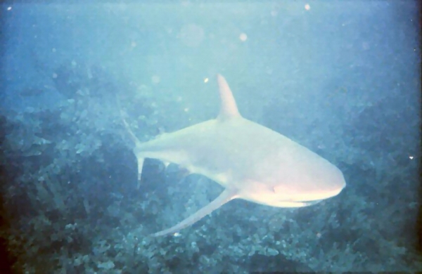 Shark07B