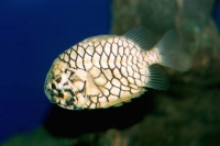 Pinapple fish