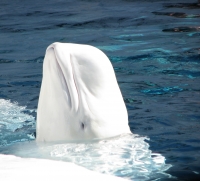 White_Whale_by_Emunator