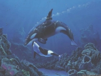 killer whale baby with mother