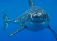 Great White shark original
