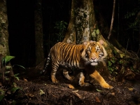 Tiger Sumatra Winter