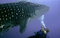 Diver under whale shark