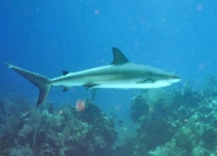 Shark 01A