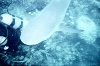 Shark17A