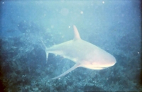 Shark07B