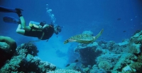 diver with seaturtle