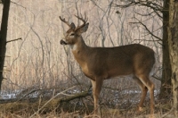 Deer4