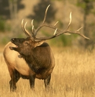 Elk bugling