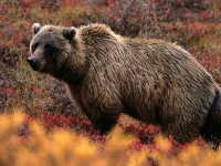 grizzly bear autumn