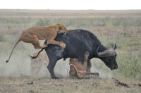 Lions Hunting Buffalo