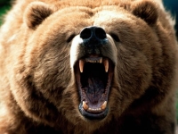 grizzly bear attacking