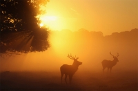 Elk at sun rise