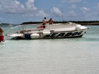 Seadog at iguana island