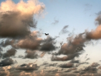 Flying gull against cloud