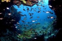 Tortola SCUBA Diving