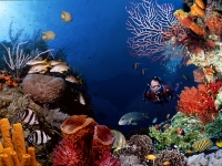 Diver behind reef