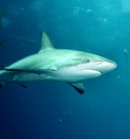 Shark-DB02