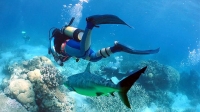 Scuba diver followed by shark