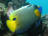Yellow Mask Angel Fish