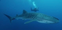 Diver with whale shark
